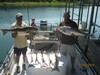 (07/02/2014) - Nice Striped Bass
